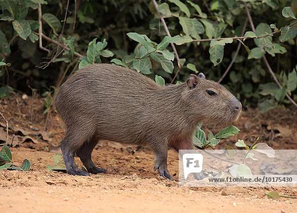 Capybara  Wasserschwein (Hydrochoerus hydrochaeris)  Jungtier  an Land  Pantanal  Mato Grosso  Brasilien  Südamerika