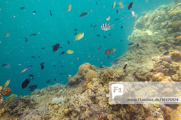 Unterwasserblick auf Coral Eden vor der Küste von Coron Island Palawan Philippinen Asien