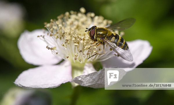 Schwebfliege (Syrphidae) auf Blüte der Heckenrose (Rosa corymbifera)  Deutschland  Europa