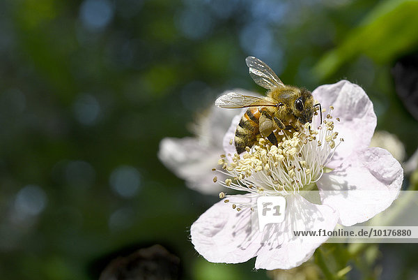 Europäische Honigbiene (Apis mellifera) beim Pollen sammeln auf Blüte der Hecken-Rose (Rosa corymbifera)  Deutschland  Europa