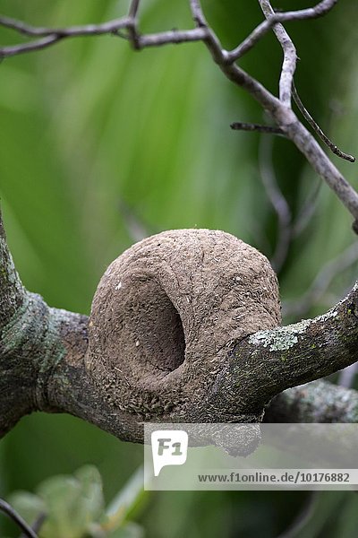 Nest auf einem Ast von Rosttöpfer (Furnarius rufus)  Pantanal  Mato Grosso  Brasilien  Südamerika