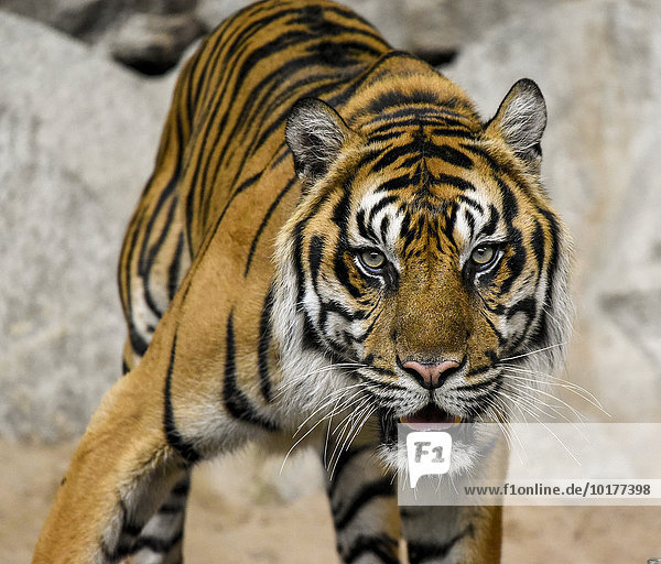 Sumatra-Tiger (Panthera tigris sumatrae)  captive  Berlin  Deutschland  Europa