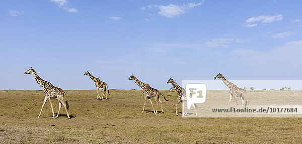 Savannenlandschaft mit Massai Giraffen (Giraffa camelopardalis)  Masai Mara  Narok County  Kenia  Afrika