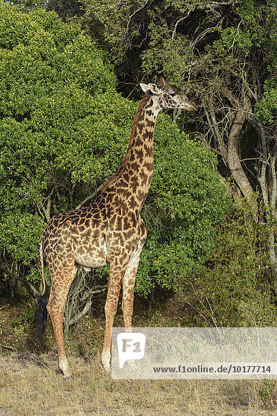 Massai Giraffe (Giraffa camelopardalis) vor Gebüsch  Masai Mara  Narok County  Kenia  Afrika