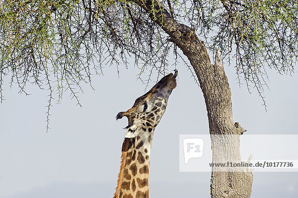 Massai Giraffen (Giraffa camelopardalis) frisst an einer Schirmakazie  Masai Mara  Narok County  Kenia  Afrika