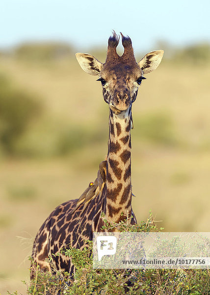 Massai Giraffe (Giraffa camelopardalis)  Jungtier mit Rotschnabel-Madenhackern (Buphagus erythrorhynchus) am Hals  Masai Mara  Narok County  Kenia  Afrika