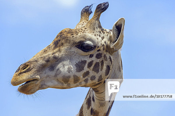 Massai Giraffe (Giraffa camelopardalis)  Porträt  Masai Mara  Narok County  Kenia  Afrika