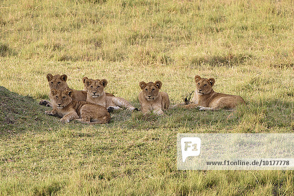 Eine Gruppe Löwen (Panthera leo)  Jungtiere im Abendlicht  Masai Mara  Narok County  Kenia  Afrika