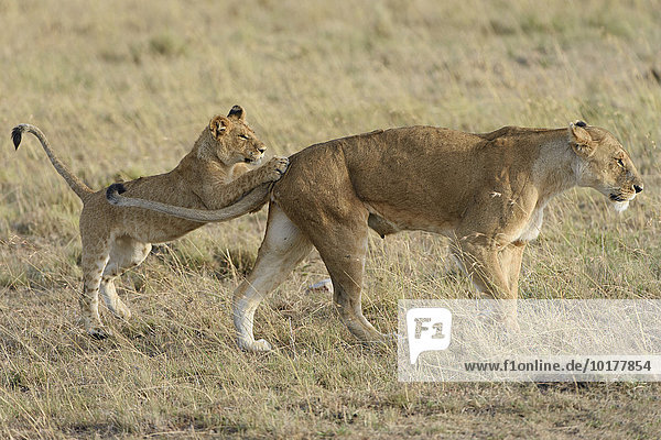 Ein junger Löwe (Panthera leo) spielt mit seiner Mutter  Masai Mara  Narok County  Kenia  Afrika