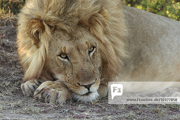 Männlicher Löwe (Panthera leo)  Masai Mara  Narok County  Kenia  Afrika