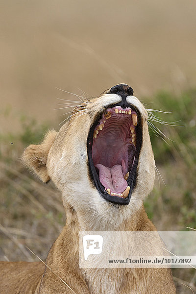 Gähnende Löwin (Panthera leo)  Masai Mara  Narok County  Kenia  Afrika