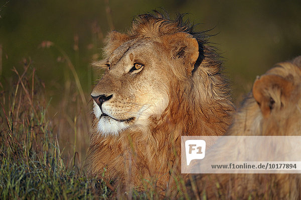 Ein nasser  männliche Löwen (Panthera leo) bei Sonnenaufgang  Masai Mara  Narok County  Kenia  Afrika