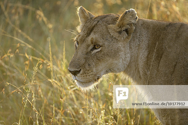Löwin (Panthera leo) im Gegenlicht  Masai Mara  Narok County  Kenia  Afrika