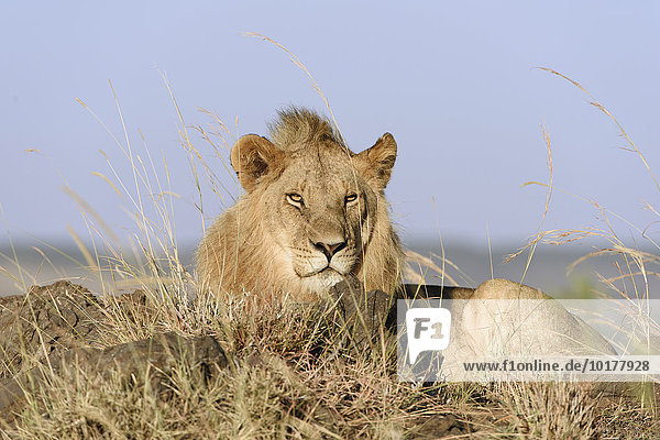 Junger  männlicher Löwe (Panthera leo) auf einem Felsen  Masai Mara  Narok County  Kenia  Afrika