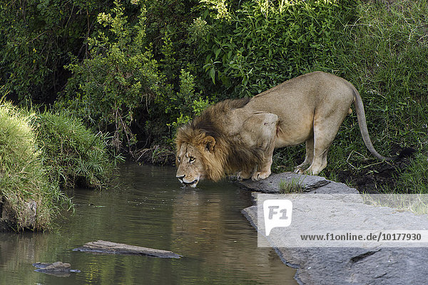 Männlicher Löwe (Panthera leo) beim Trinken  Masai Mara  Narok County  Kenia  Afrika