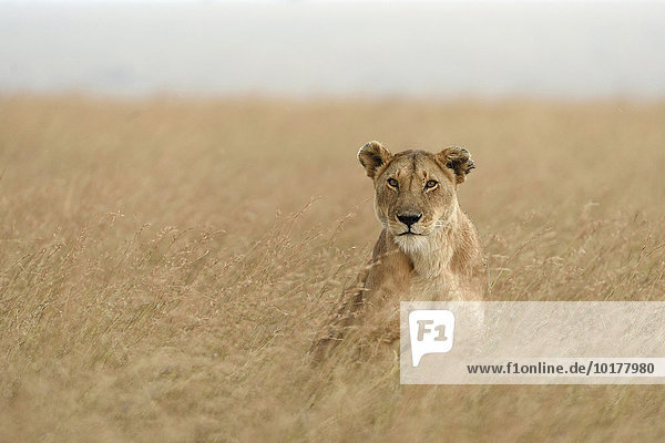 Löwin (Panthera leo) sitzt im hohen Gras  Masai Mara  Narok County  Kenia  Afrika