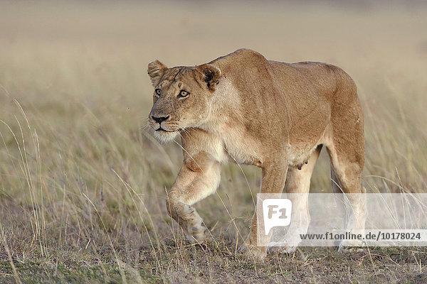 Lioness (Panthera leo) submissively approaching the male pack-leader Maasai Mara National Reserve Narok County Kenya Africa