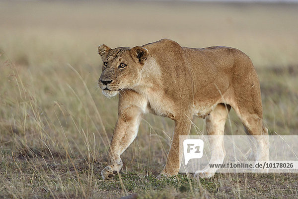 Lioness (Panthera leo) submissively approaching the male pack-leader Maasai Mara National Reserve Narok County Kenya Africa