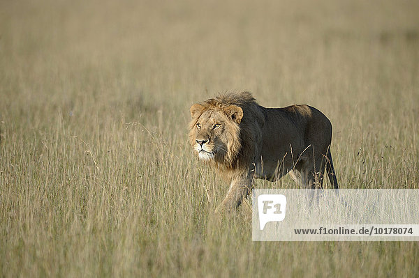 Junger  männlicher Löwen (Panthera leo) hat Beute im Visier  Masai Mara  Narok County  Kenia  Afrika