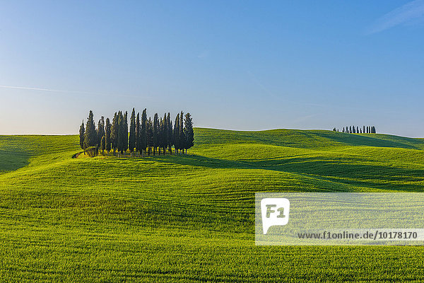 Cypresses and green hills  view of Orcia Valley  Orcia Valley  Tuscany  Italy  Europe