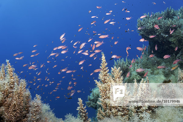 Japanischer Beerentang (Sargassum muticum) mit Fischschwarm Roter Fahnenbarsch (Anthias anthias) auf Felsenriff  Insel Korfu  Ionische Inseln  Mittelmeer  Griechenland  Europa