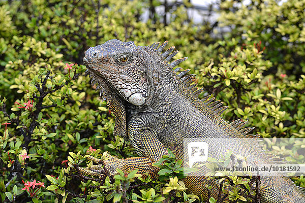 Drusenkopf (Conolophus) oder Galapagos-Landleguan  Park Bolivar  Guayaquil  Ecuador  Südamerika