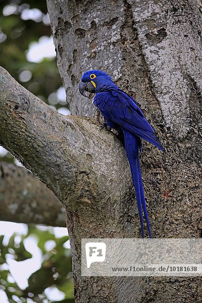 Hyazinthara (Anodorhynchus hyacinthinus)  adult auf Baum  Pantanal  Mato Grosso  Brasilien  Südamerika