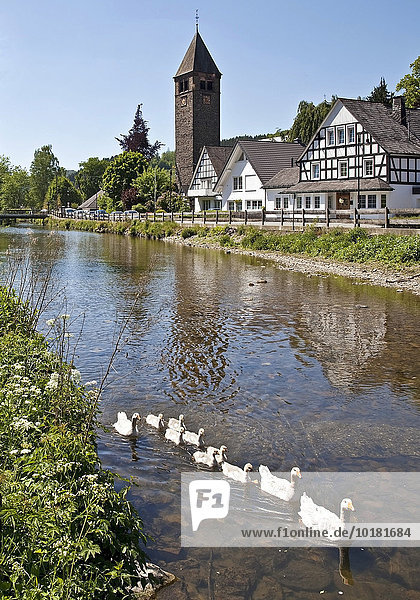 Der Fluss Lenne im Ortsteil Saalhausen  Lennestadt  Sauerland  Nordrhein-Westfalen  Deutschland  Europa