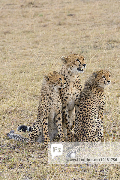 Gepard (Acinonyx jubatus) weiblich mit Jungtieren Masai Mara Narok County Kenia Afrika