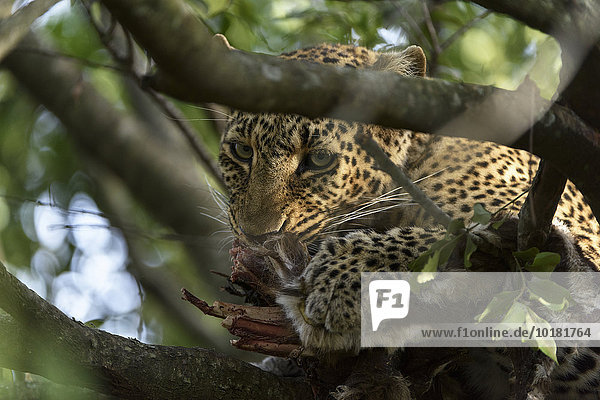 Leopard (Panthera pardus) am Riss auf einem Baum  Masai Mara  Narok County  Kenia  Afrika