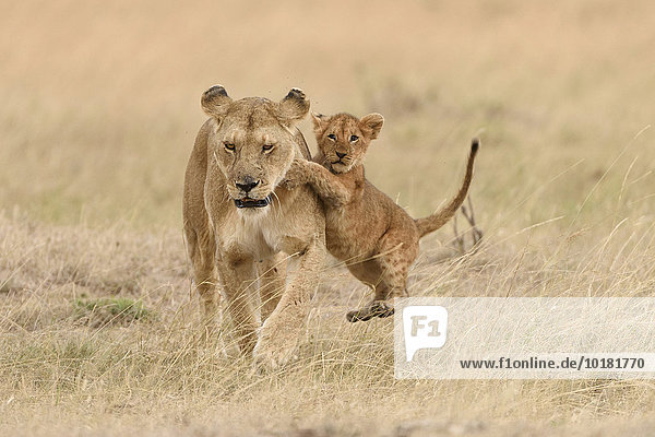 Löwin (Panthera leo) mit Jungem  Löwenjunges (Panthera leo) beim Spielen  Masai Mara  Narok County  Kenia  Afrika