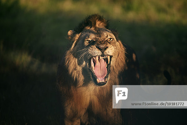 Angriffslustiger junger Löwe (Panthera leo) im Abendlicht bei den letzten Sonnenstrahlen  Tsavo West  Kenia  Afrika
