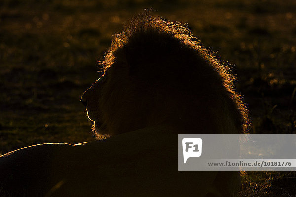 Silhouette eines männlichen Löwen (Panthera leo) bei Sonnenaufgang im Gegenlicht  Masai Mara  Narok County  Kenia  Afrika