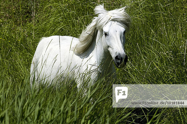 Weißes Pferd  Schimmel (Equus ferus caballus)  Camargue  Frankreich  Europa