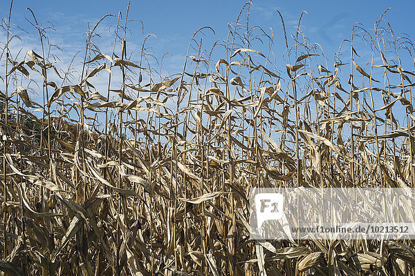 Corn crops growing in farm field under blue sky