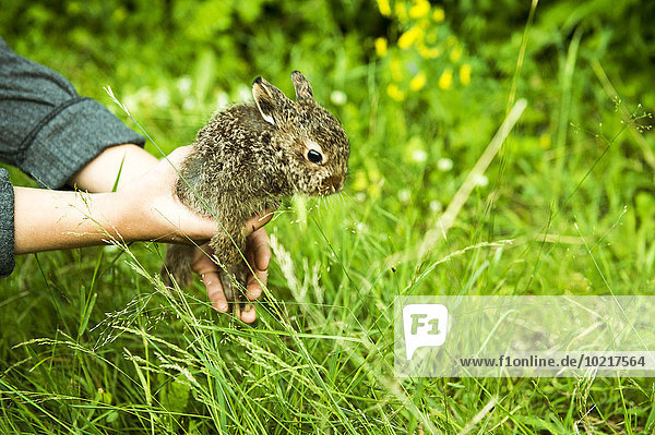 Europäer halten Garten Bauer Kaninchen