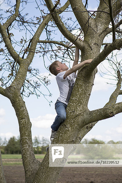 Deutschland  Brandenburg  Junge klettert auf einen Baum