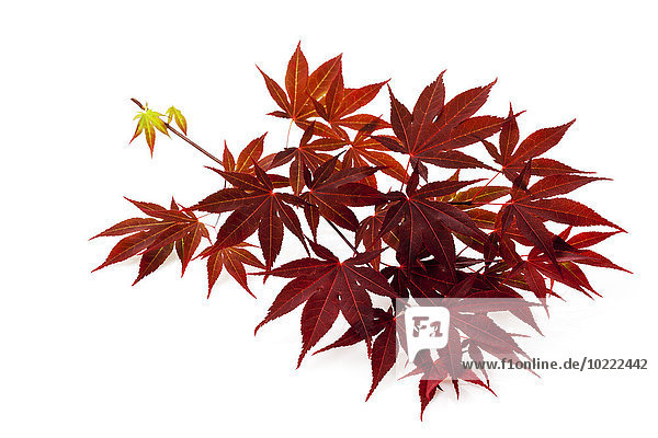 Roter Japanischer Ahorn  Acer palmatum  Zweig und Blätter