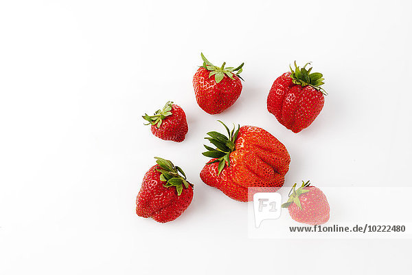 Erdbeeren  Fragaria