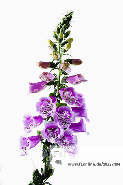 Fingerhut Digitalis purpurea Heilpflanze