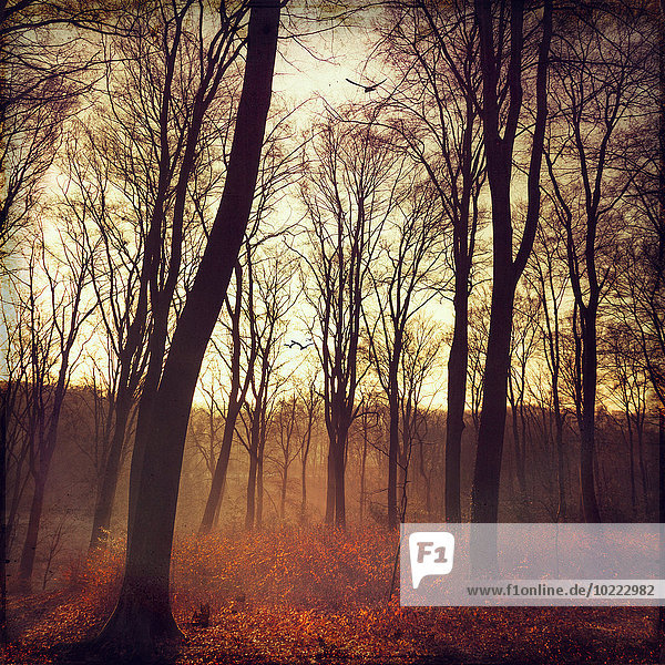 Herbstwald bei Sonnenaufgang  digital manipuliert