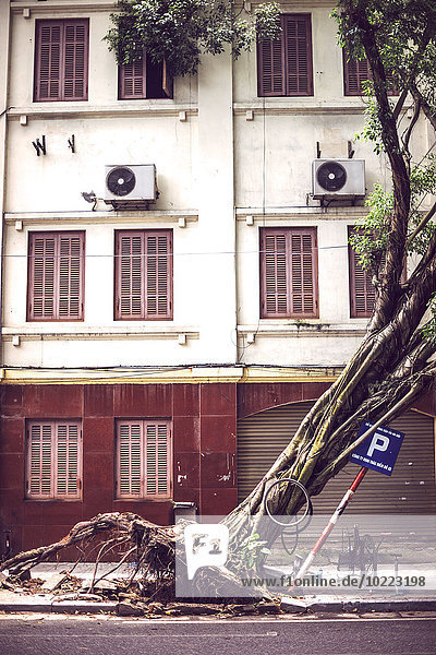 Vietnam Hanoi umgestürzter Baum auf der Straße nach dem Taifun