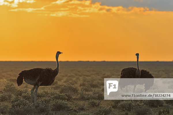 Namibia  Etosha Nationalpark  zwei afrikanische Strauße bei Sonnenuntergang