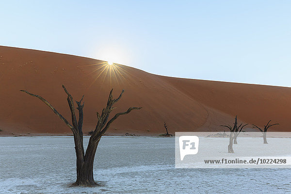 Namibia  Namib Naukluft  Namib Wüste  tote Akazien auf Tonpfanne