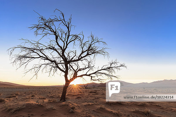 Namibia  Namib Wüste  Namib Naukluft Nationalpark  tote Akazie bei Gegenlicht