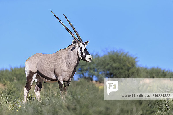 Botswana,  Kalahari,  Kgalagadi Transfrontier Park,  gemsbok