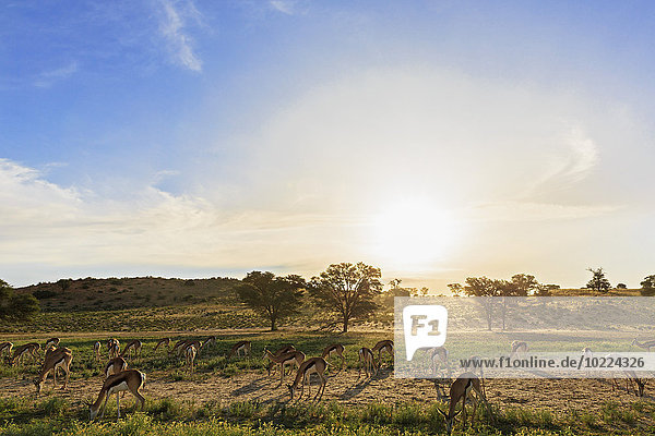 Botswana  Kalahari  Kgalagadi Transfrontier Park  Impalasherde im Gegenlicht