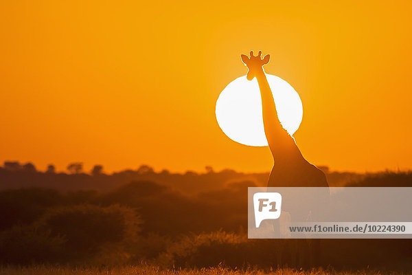 Botswana  Kalahari  Central Kalahari Game Reserve  Giraffe bei Sonnenaufgang