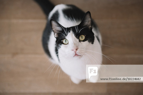 Porträt einer schwarz-weißen Katze auf Holzboden sitzend mit Blick nach oben