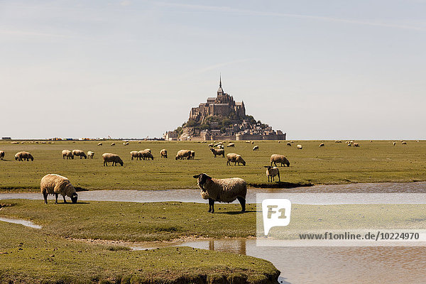 France  view to Mont Saint-Michel with grazing flock of sheep in the foreground